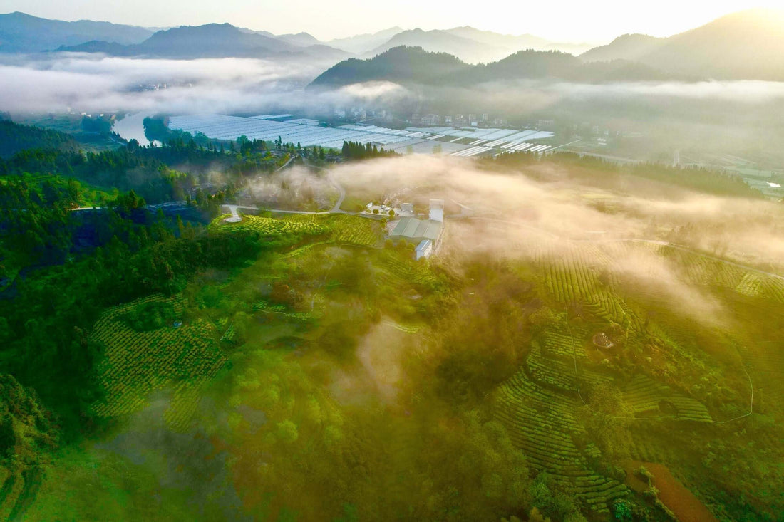 Fanjing Mountain Matcha mountain 