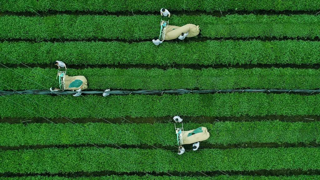 Why Season Matters To Matcha: Ceremonial & Culinary Grade Explained